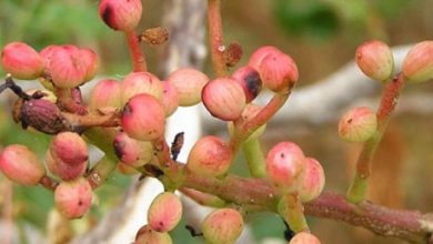 Description: http://inpia.ir/Admin/upload/banners/payon_l1.png