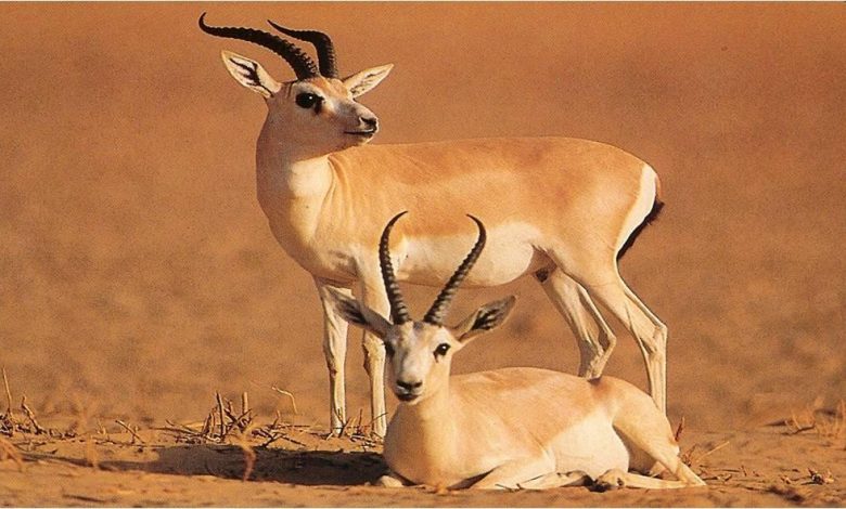 دکتر حسین نازک دست